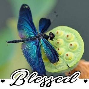 Meet your Posher, Paula